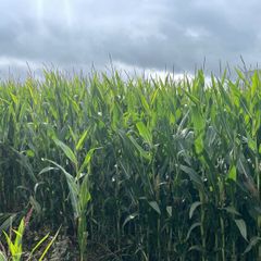 Maize Silage