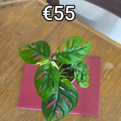 Houseplant Donegal Rare Established plants
