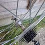 Free Bicycle Wheels Image 2