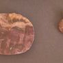 Fossilized prehistoric fish / fossilized wood and ammonite. In display frame. Image 3