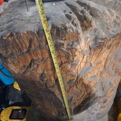 Tree stump