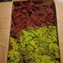 Moss for decoration Image 2