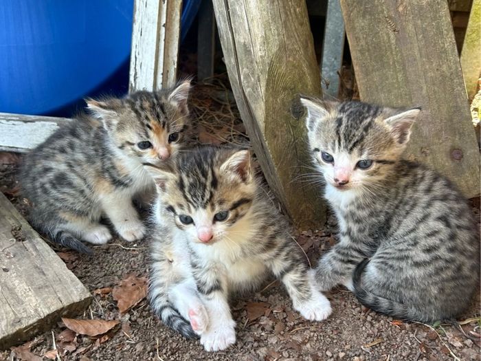 kittens