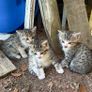 kittens Image 7
