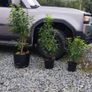 Quality Portuguese Laurel in sizes from 3 euro Image 8