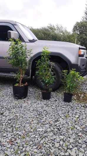 Quality Portuguese Laurel in sizes from 3 euro