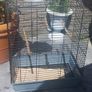 bird cage Image 2