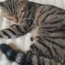 Missing cat Image 2