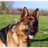 Schaeferhund