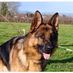 Schaeferhund