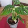 Variegated Monstera Adansonii Image 4
