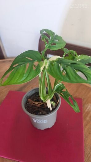 Variegated Monstera Adansonii