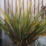 plant Image 3