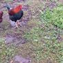 Wellsomer pullets for sale Image 5