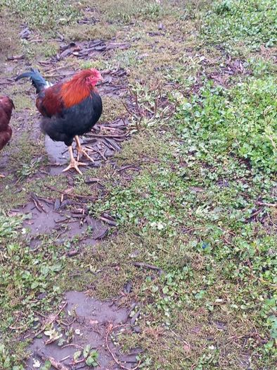 Wellsomer pullets for sale