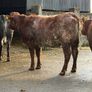 6 super Incalf heifers for tullamore Mart 20th Image 3