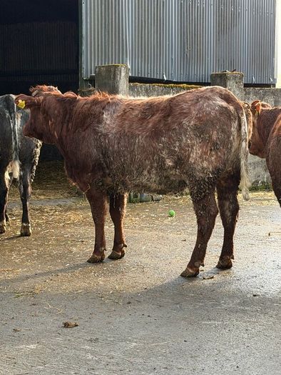 6 super Incalf heifers for tullamore Mart 20th