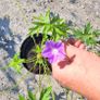 fantastic mature plants bundle Image 7