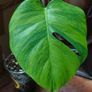 No.7 Baby Monstera Green On Green Image 2