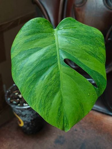 No.7 Baby Monstera Green On Green