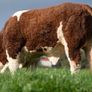 2 Serious Quality Simmental Bulls For Sale Image 4