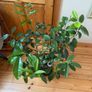 house plant Image 5