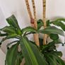 Dracaena Plant Image 2