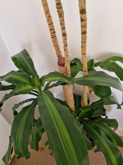 Dracaena Plant
