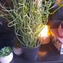 faux potted plants Image 5