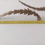 brass curtain holders Image 4