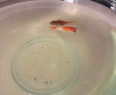 fish