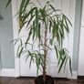 Banana leaf fig houseplant Image 5
