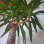 indoor plant Image 6