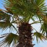 fan palm trachycarpus wanted Image 2