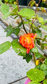 Rose Plant