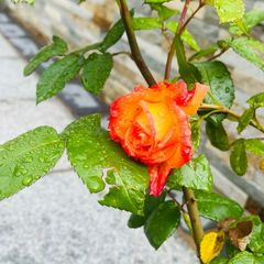 Rose Plant