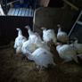 turkeys Image 2