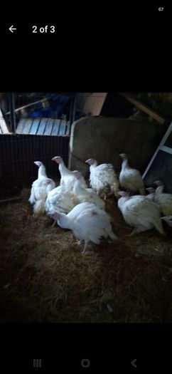 turkeys