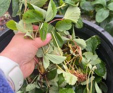 strawberry bare root free