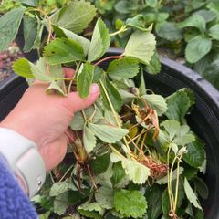 strawberry bare root free
