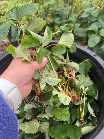 strawberry bare root free