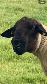 Suffolk Ram