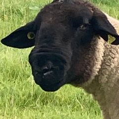 Suffolk Ram