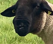 Suffolk Ram