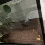 fish Image 2