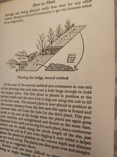 Colour Hedges. By J.l. Beddal.n.d.h. Published By The Gardening  Book Club London. First Editions  1953. Hardback In Good Condition. 36.