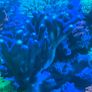 coral Image 10