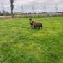Black texel cross tip lamb , Image 2