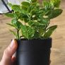 Decorative Plants Image 4
