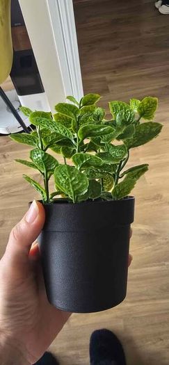 Decorative Plants